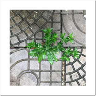 Culantro herb grass on the pavement background Posters and Art